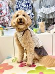 画像10: ツーウェイ☆ショコラドット柄フェミニンワンピ・８号