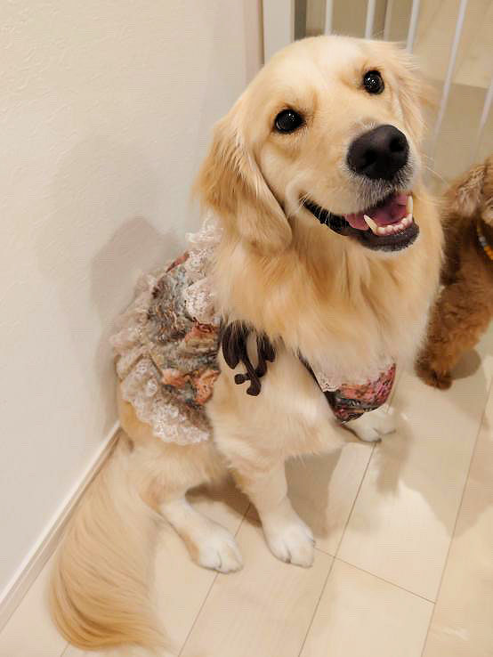 画像: ツーウェイ☆ガーデンテラス柄ガーリービスチェ（ブラウン）・８号