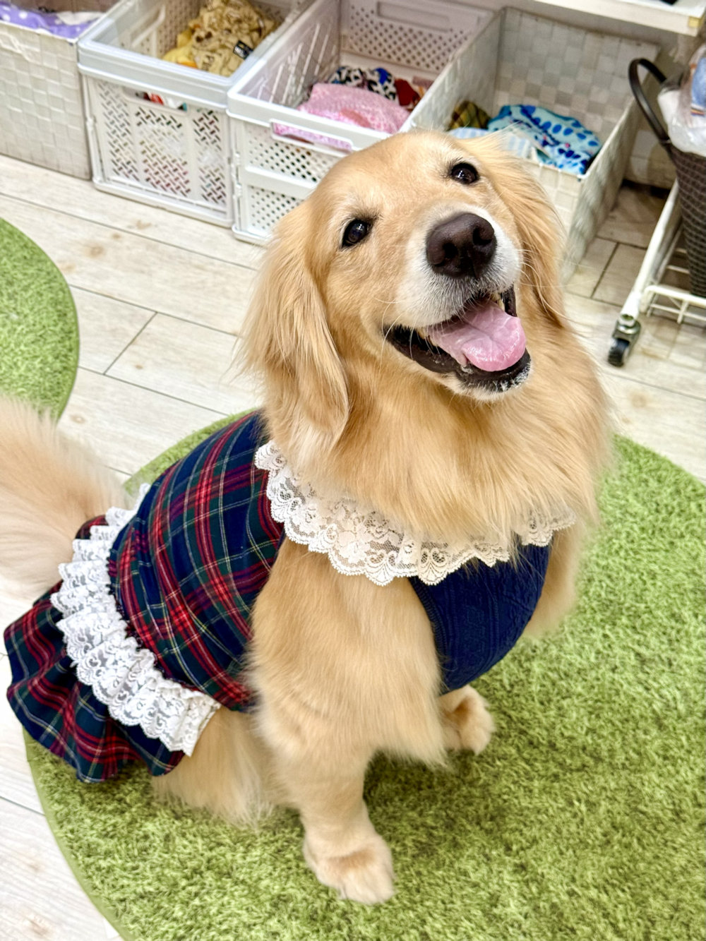 画像7: ネイビータータン☆レース付きガーリーワンピ・３号