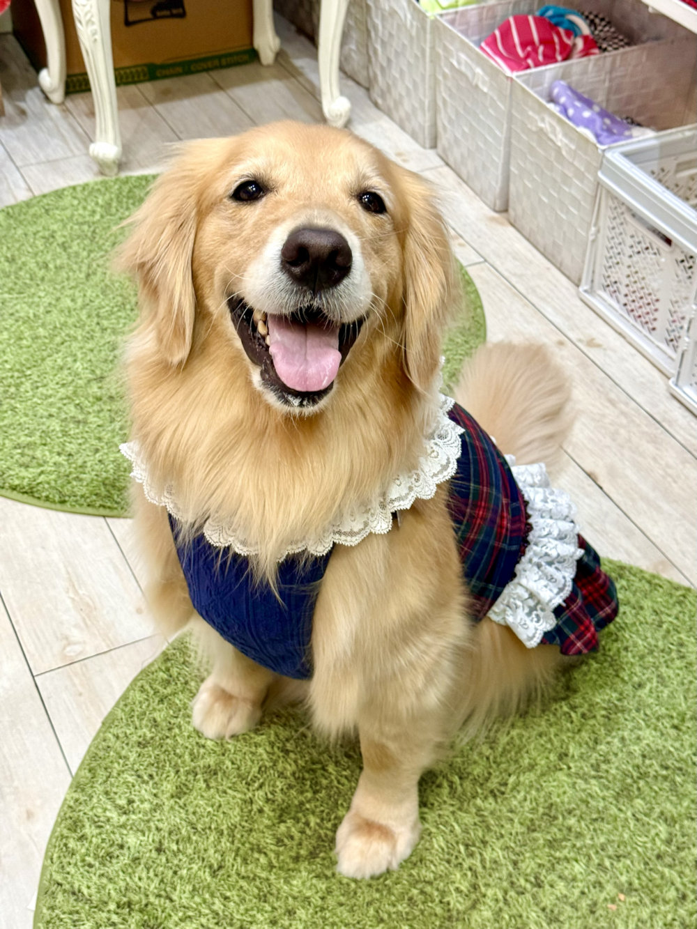 画像: ネイビータータン☆レース付きガーリーワンピ・３号